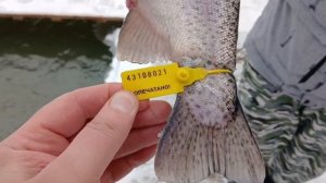 Еще одна призовая форель!