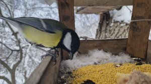 Пение зимних птиц 🐦Для сна💤 для медитации❄️ февраль 2026