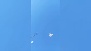 Песня про Голубеводов Большого Донбассс