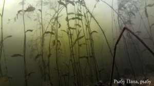 Рыбалка. Подводная сьемка, окунь в траве