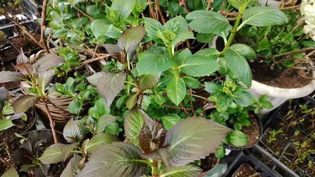 гортензия на 28 февраля смотреть онлайн