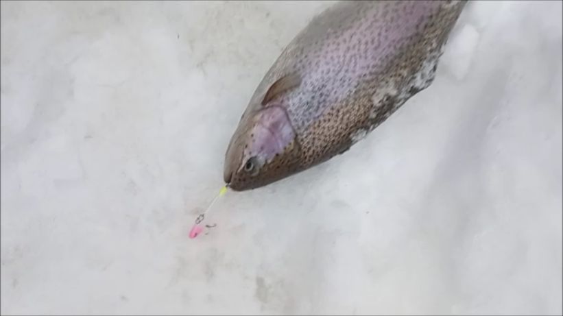 Ловим форель до запуска. Спорт-зона. Клёвое место Лосиный стров. смотреть онлайн