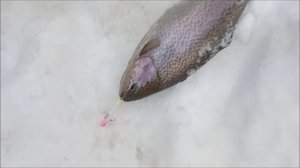 Ловим форель до запуска. Спорт-зона. Клёвое место Лосиный стров.