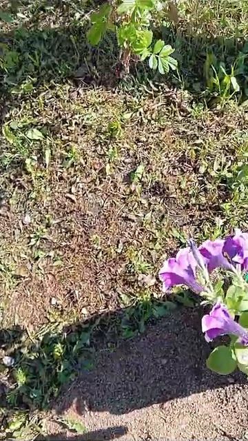 06.24..петуньи после дождя и ветра. Центральный палисад