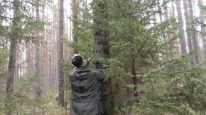 Насторожил капканы,добыл касулю,зверь подкрался со спины