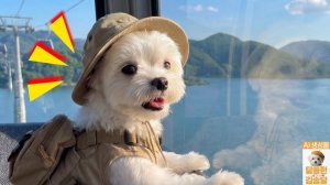 🐶Поездка на Скайуок и канатную дорогу в Чхунчхоне 🍖✨