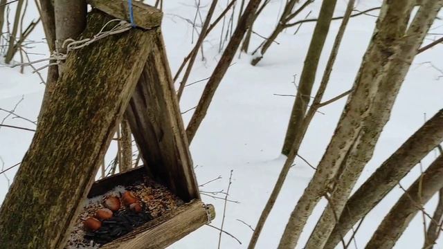 Катаюсь на лыжах и кормлю птичек 28 февраля