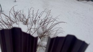 Последний день зимы. Мы на дачке.