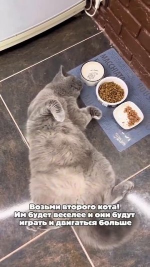 Видео от МЯУтаверс – как метавселенная, но с котами