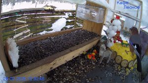 🔴 24 LIVE Главная Кормушка