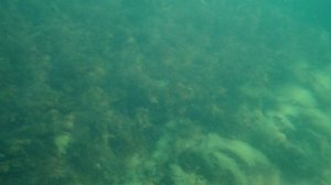 Море. Под водой. Крым. Феодосия. Золотой пляж.