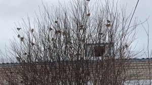 Вот такой сегодня я увидела весну