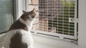 Защита на окна для кошек