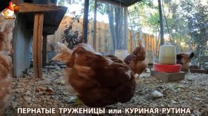Куриная рутина – что делают куры на выгуле 😂 эпизод (138)