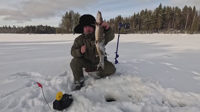 ЖИВЁМ С СОБАКОЙ В ПАЛАТКЕ НА КРАЮ СВЕТА. ДИКАЯ РЫБАЛКА В КАРЕЛИИ. ПОЙМАЛ МНОГО РЫБЫ смотреть онлайн