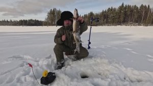 ЖИВЁМ С СОБАКОЙ В ПАЛАТКЕ НА КРАЮ СВЕТА. ДИКАЯ РЫБАЛКА В КАРЕЛИИ. ПОЙМАЛ МНОГО РЫБЫ