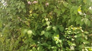 Один из дней города Евпатории | 20 мая 2021 год | Крым | ХАН БАТОН | XAH 6ATOH | VID_20210520_135604