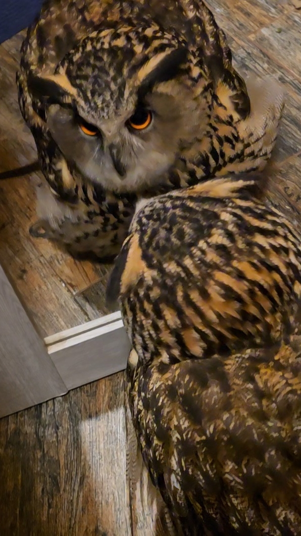 Сове зеркало пройти мешает! Возмутительно!