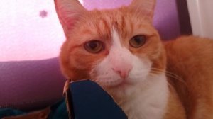 2 часть кот и Лежанка