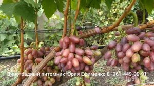 кишмиш Лилит