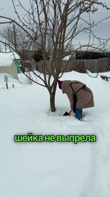 Зачем наши бабушки убирали снег у самого ствола дерева