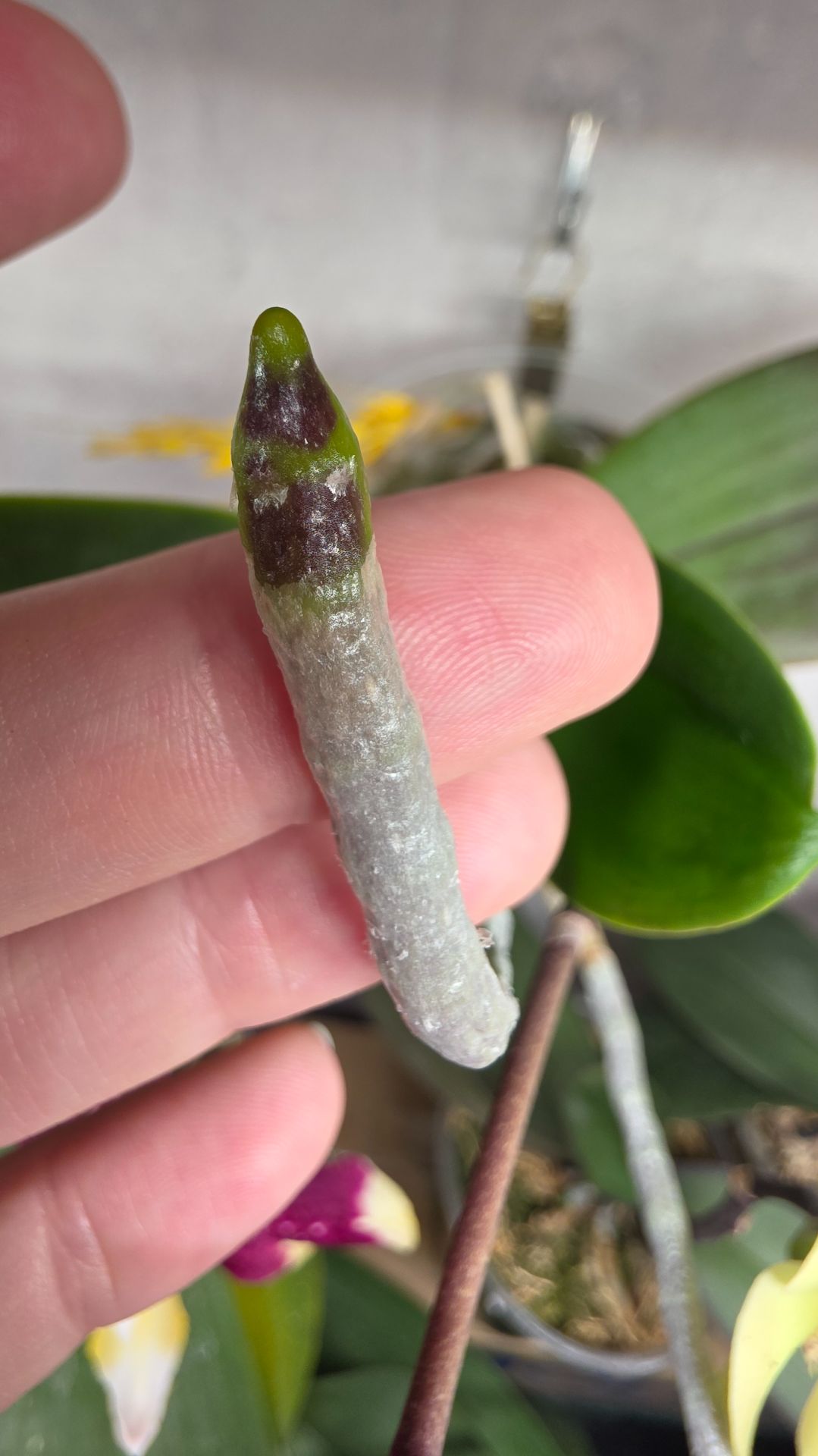 Пересадка орхидеи с цветоносом из мха (из стрима) #orchid #обзорорхидей #корниорхидей