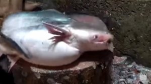 Путешествуя по миру. Быстрая разделка рыбына рынке.