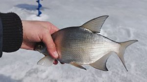 ЛУЧШАЯ РЫБАЛКА СЕЗОНА🎣🔥 5+ кг подлещика, куча форели и Судак, как вишенка на торте🍒