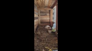 Индюшка загубила 7 птенцов😪