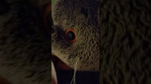 Вечер с Басиками ( Лили)