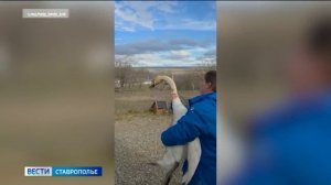 На Ставрополье подлеченного  лебедя-шипуна  выпустилина волю