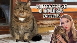 Интересное о кошках, часть 2