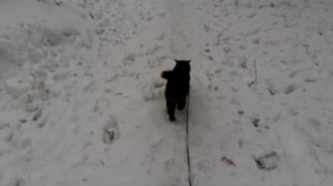 Слайд-шоу.  Мишка на прогулке.