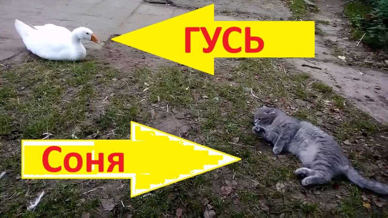 Злой гусь иногда терпим к соседям