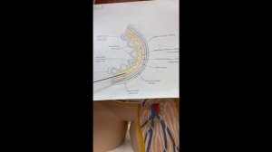 Путь еды. Мочеточники.