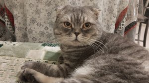 БЛАГОДАРЮ ВАС, ДРУЗЬЯ 🤗🥰