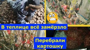 VLOG 02-06.10.2025г. Урожай редиски. Перерабатываю перец. Убрали на зиму бассейн. #огород #картошка