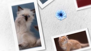 Кошки, котики, котята из Цветочной Страны