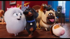 тайная жизнь домашних животных