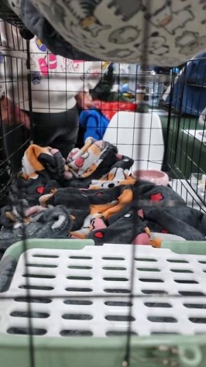 Хорячий стенд на фесте