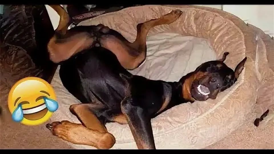 10 МИНУТ СМЕХА | ЛУЧШИЕ ПРИКОЛЫ С ЖИВОТНЫМИ | ПРО ЖИВОТНЫХ | СМЕШНЫЕ ЖИВОТНЫЕ