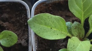 Тяжёлый день. Непростое решение. Занимаюсь рассадой. Простая жизнь обычной семьи!