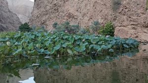 Цветущие лотосы в горах!