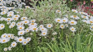 Ромашки (Нивяник) много не бывает!