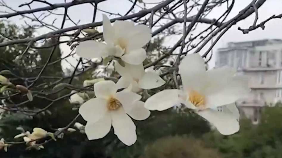 В Сочи зацветают магнолии смотреть онлайн