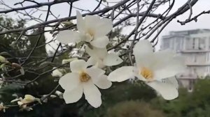 В Сочи зацветают магнолии