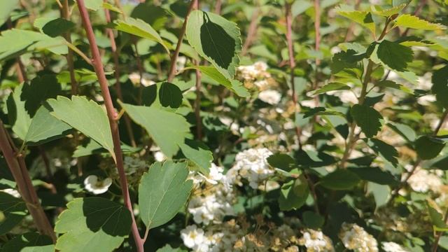 Один из дней города Евпатории | 20 мая 2021 год | Крым | ХАН БАТОН | XAH 6ATOH | VID_20210520_140248