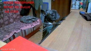 27.02.16.14.Офисный бульдог.