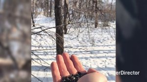 г.Липецк Кормление_синичек_24.01.26