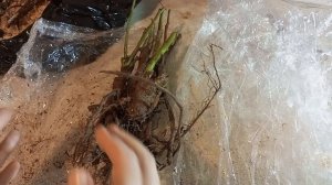 РОЗЫ с ОЗОН, обзор что прислали 28.02.26